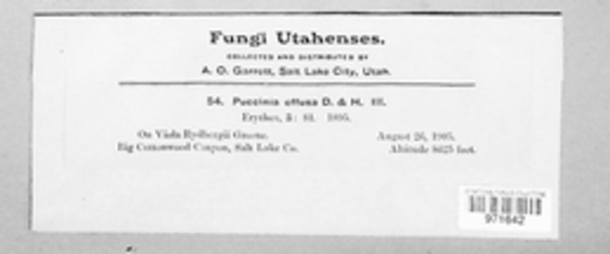 Puccinia effusa image
